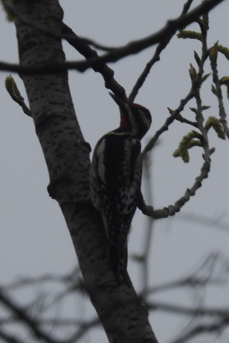 Yellow-bellied Sapsucker - Larry Gaugler