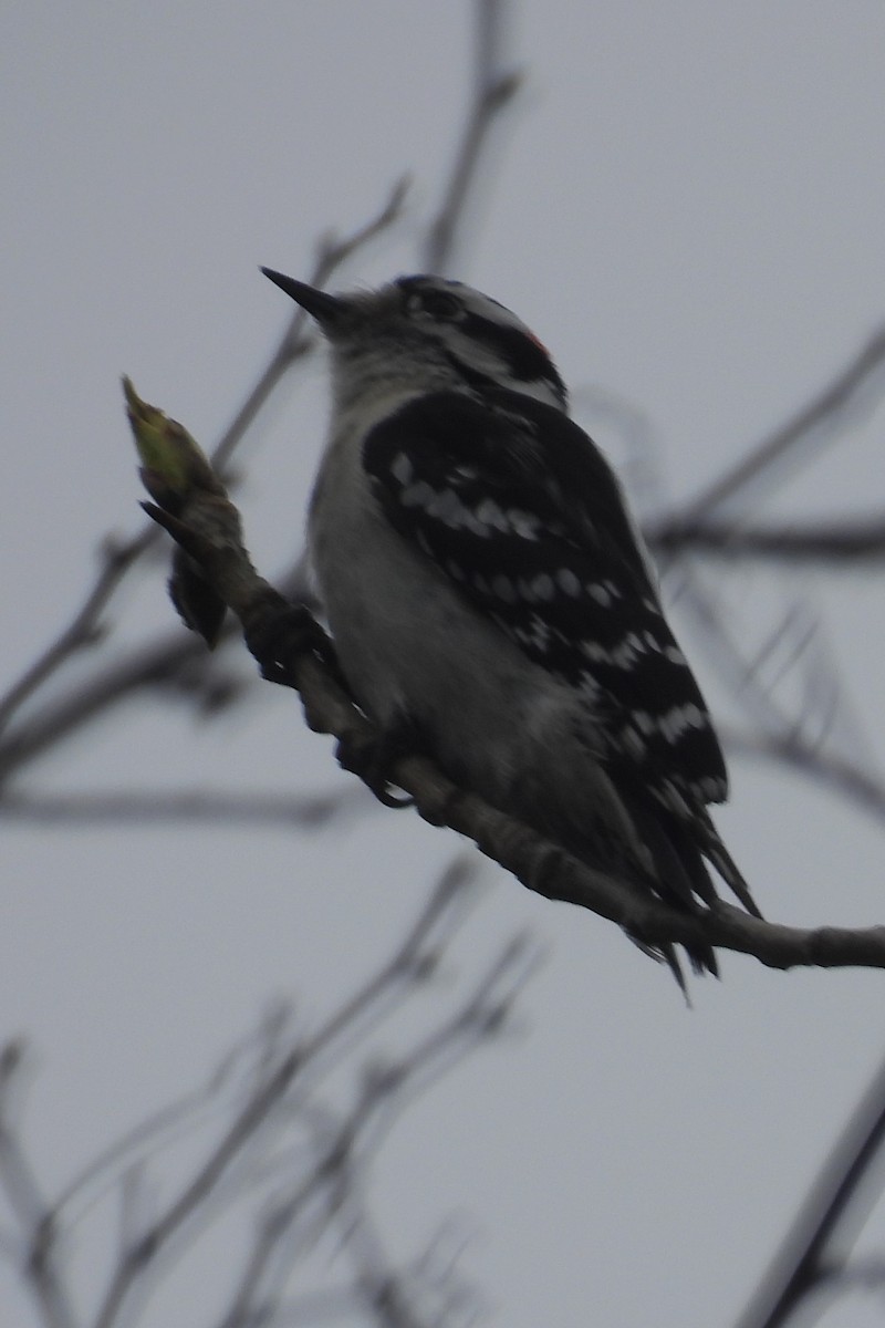 Downy Woodpecker - ML617225646