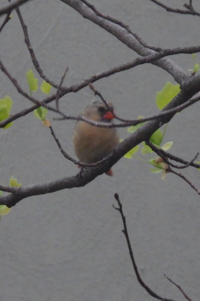 Northern Cardinal - ML617225672