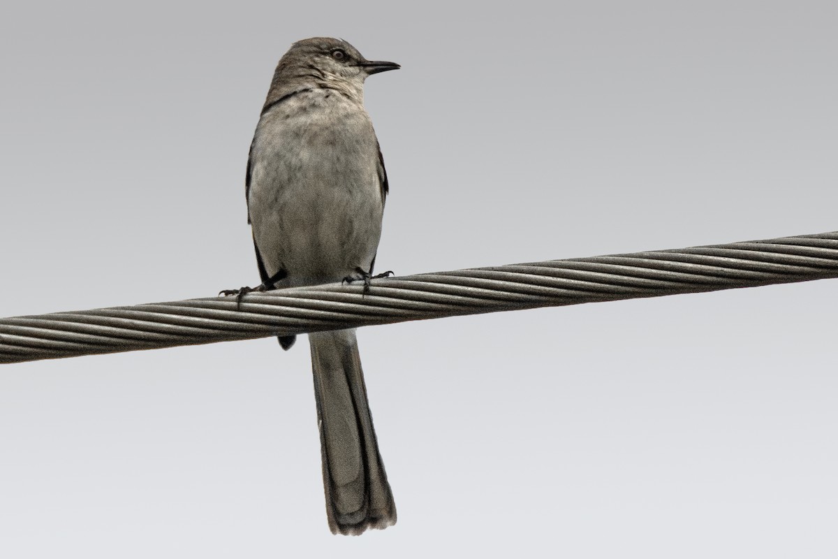 Northern Mockingbird - ML617225674