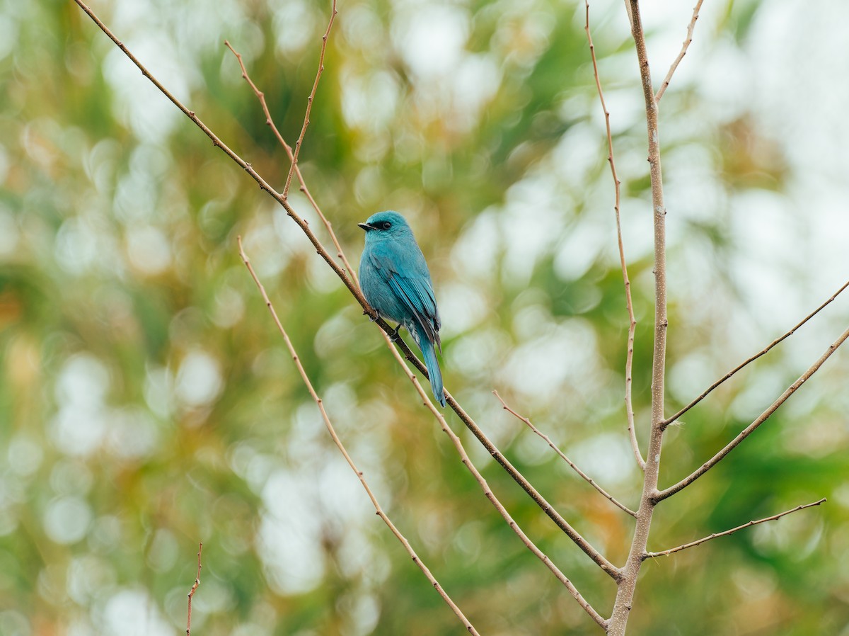 Verditer Flycatcher - ML617225680