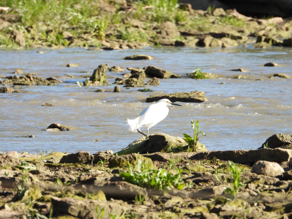 Snowy Egret - ML617225708