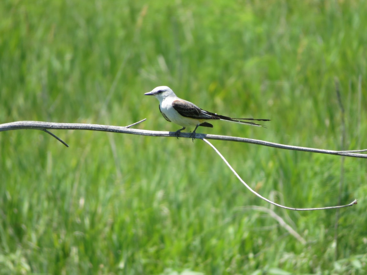 Scissor-tailed Flycatcher - ML61722571