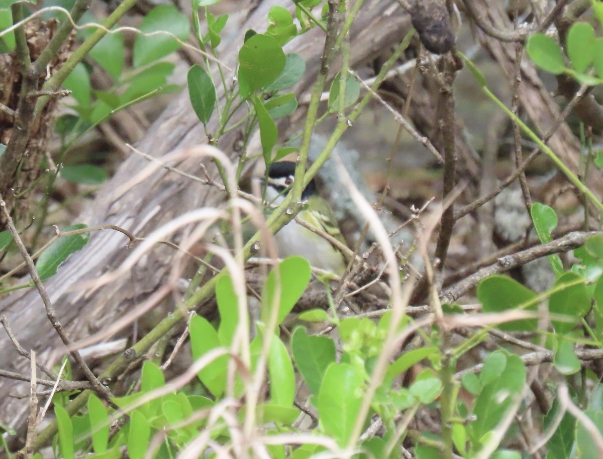 Black-capped Vireo - ML617225714