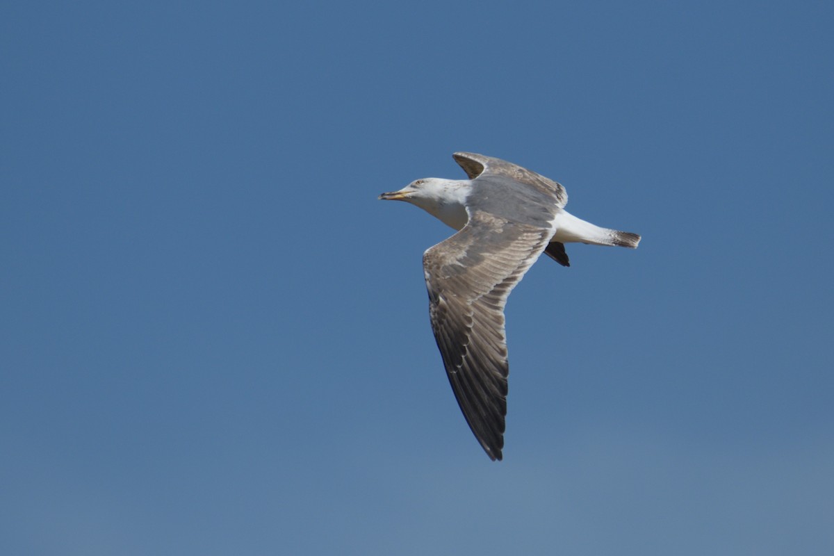 Lesser Black-backed Gull - ML617225716