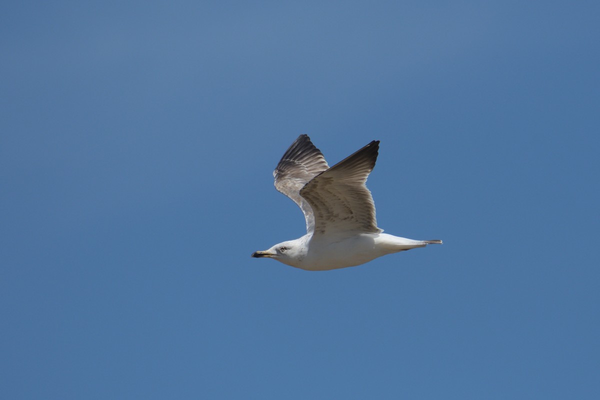 Lesser Black-backed Gull - ML617225717