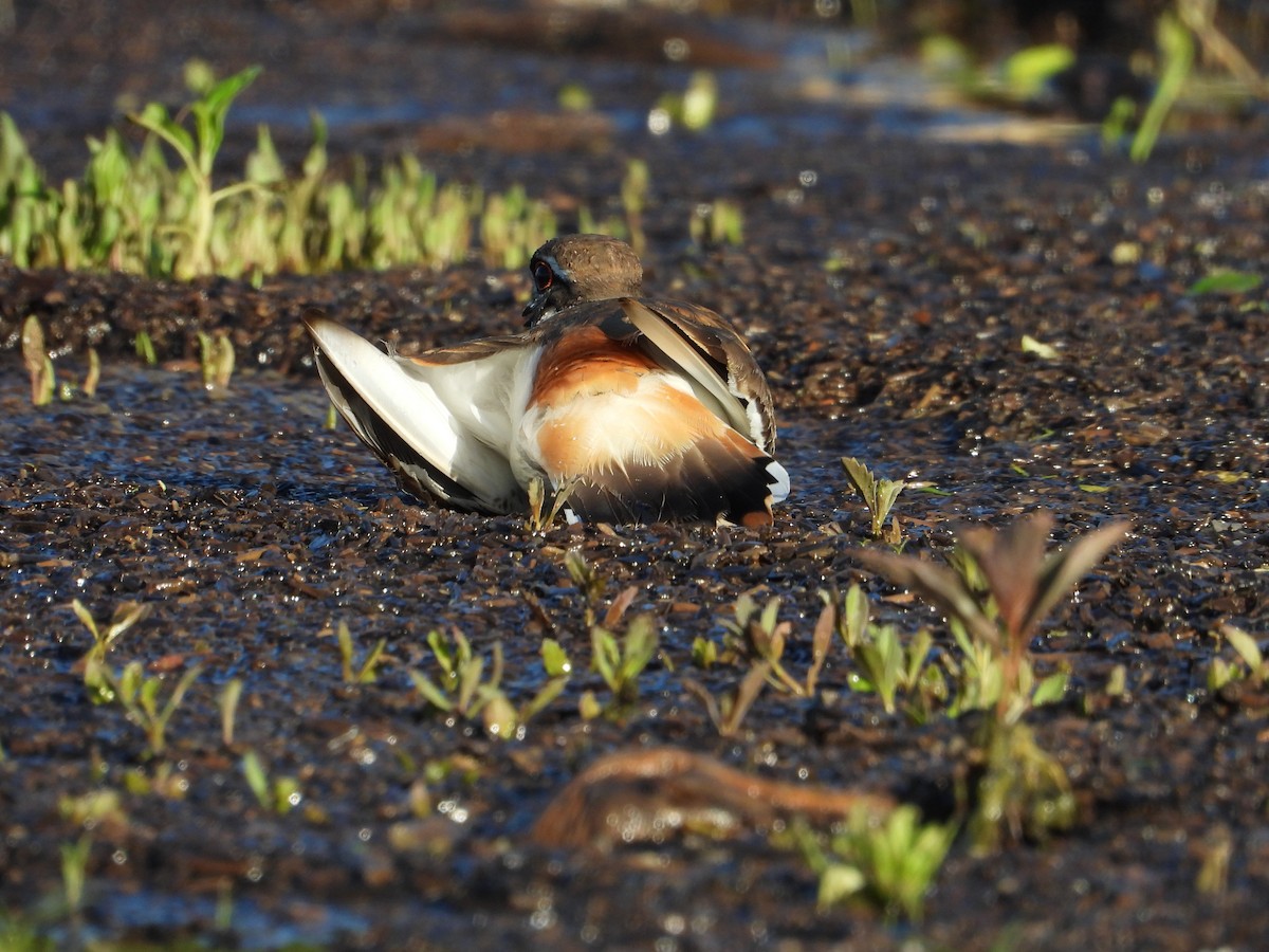 Killdeer - ML617225719