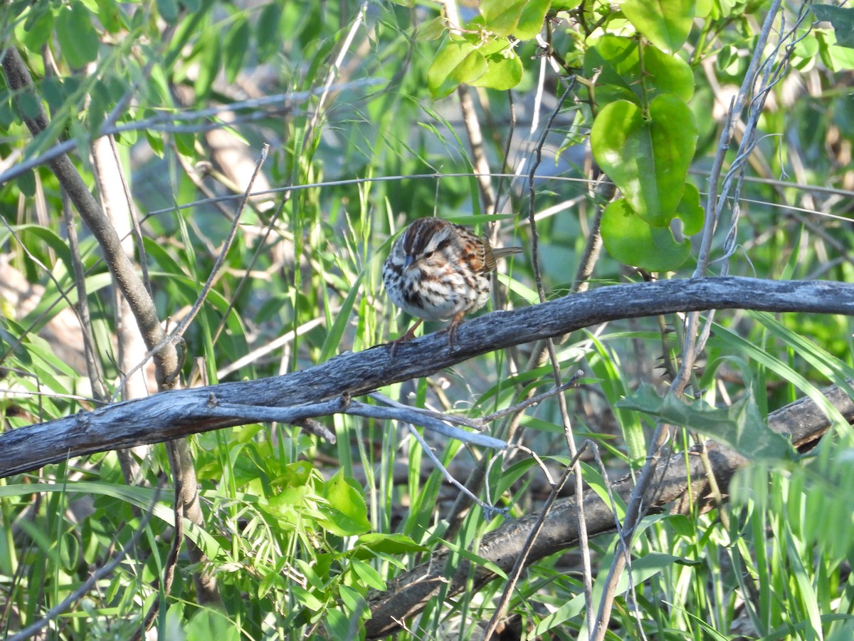 Song Sparrow - ML617225767