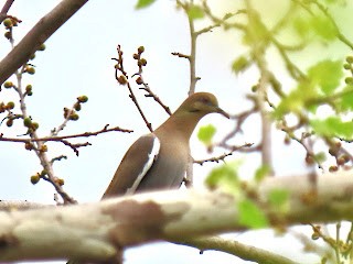 White-winged Dove - ML617225770