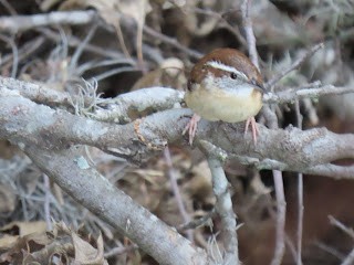 Carolina Wren - ML617225780