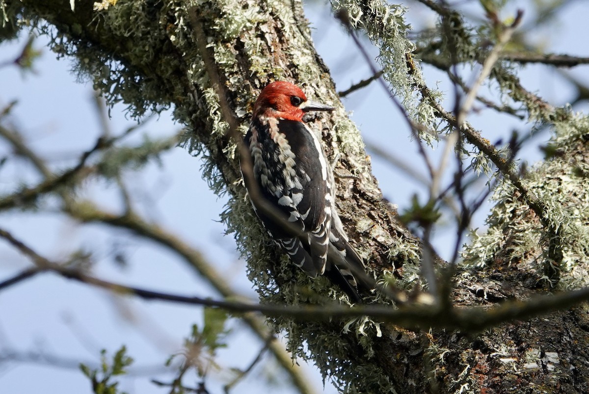 Red-breasted Sapsucker - TK Birder