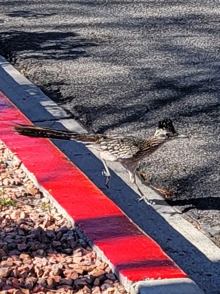 Greater Roadrunner - Carol Neal