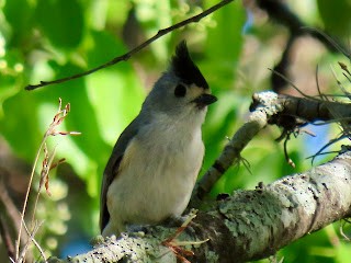 Black-crested Titmouse - ML617225813