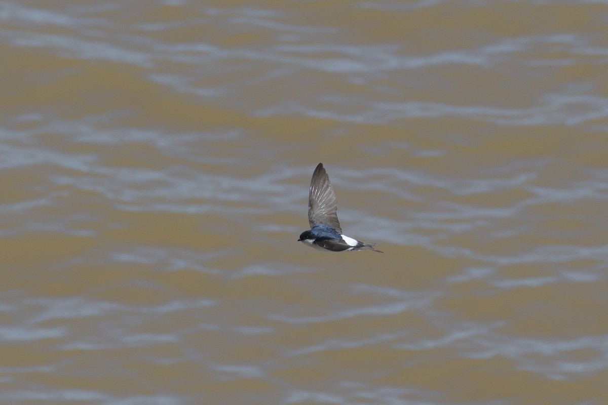 Western House-Martin - ML617225814