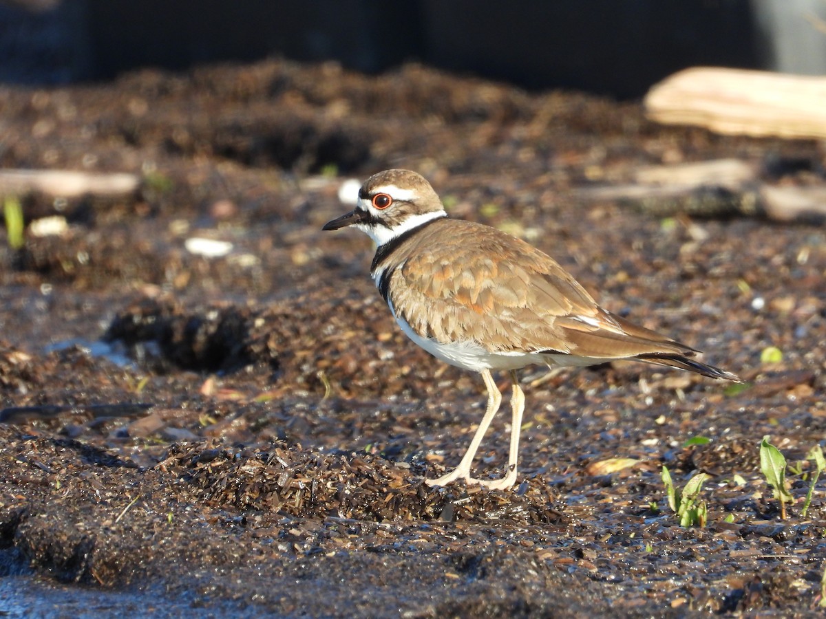 Killdeer - Kevin (Seth) Long