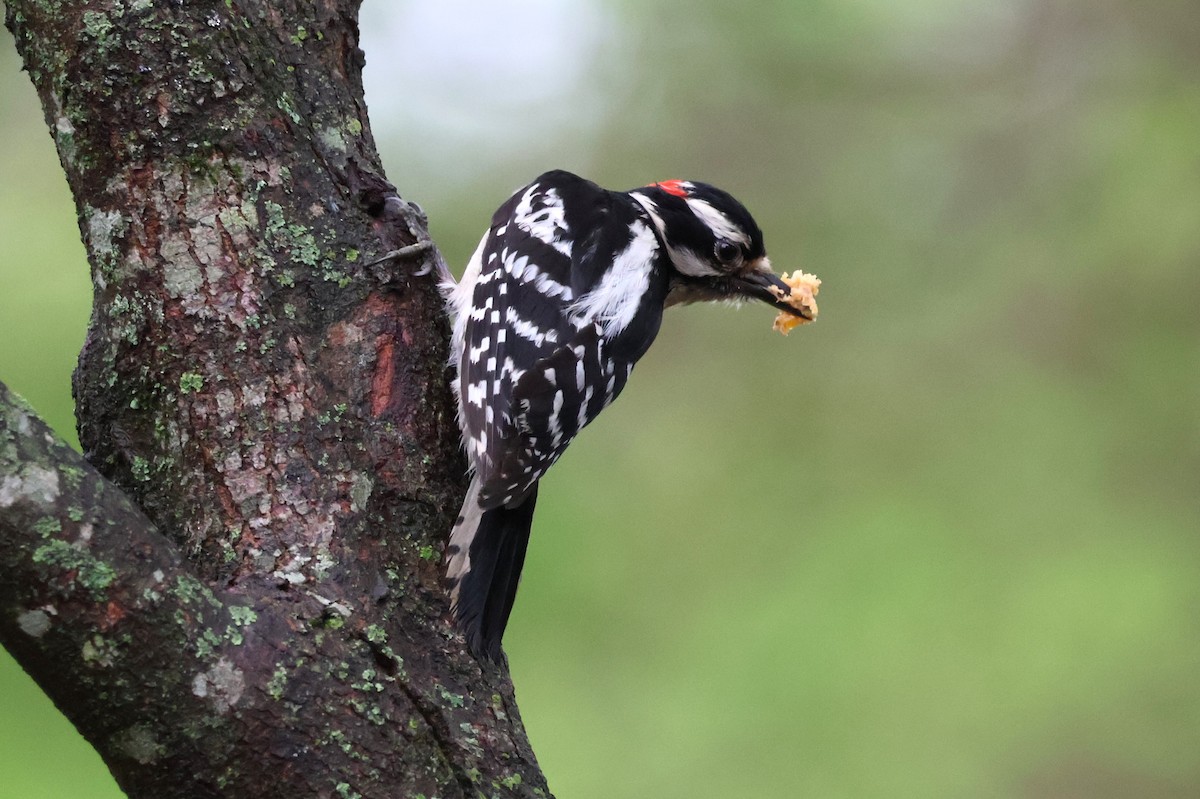 Downy Woodpecker - ML617225859