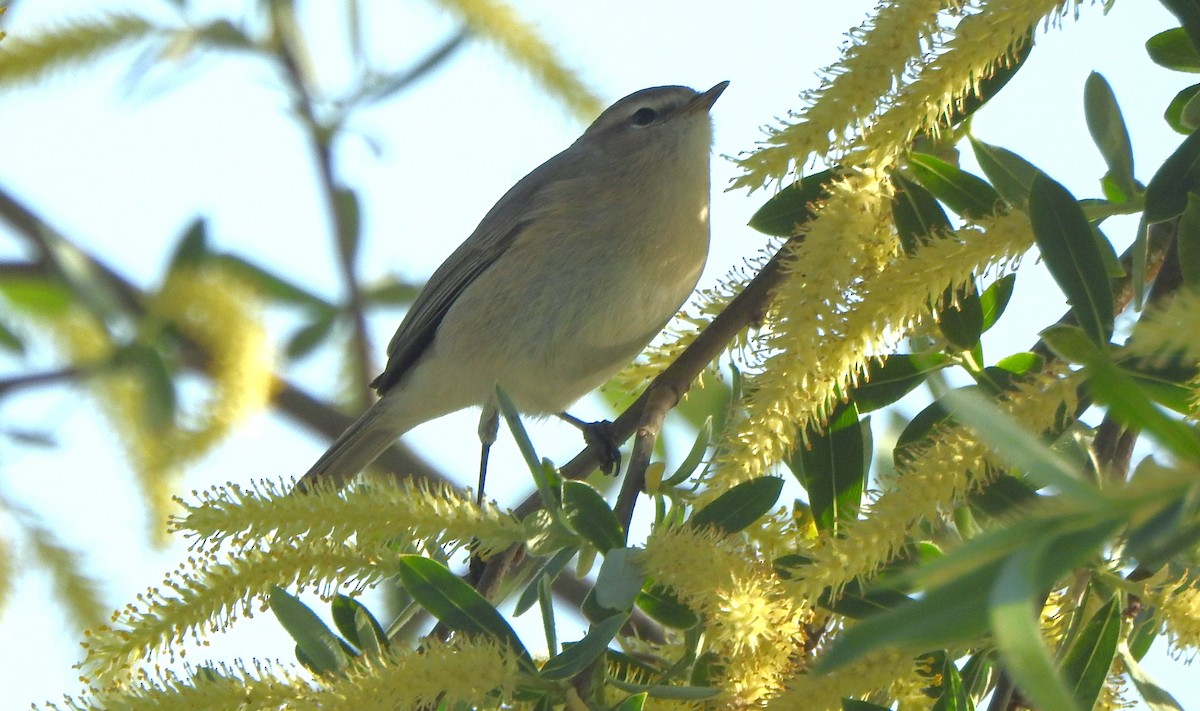 Mountain Chiffchaff - ML617225867