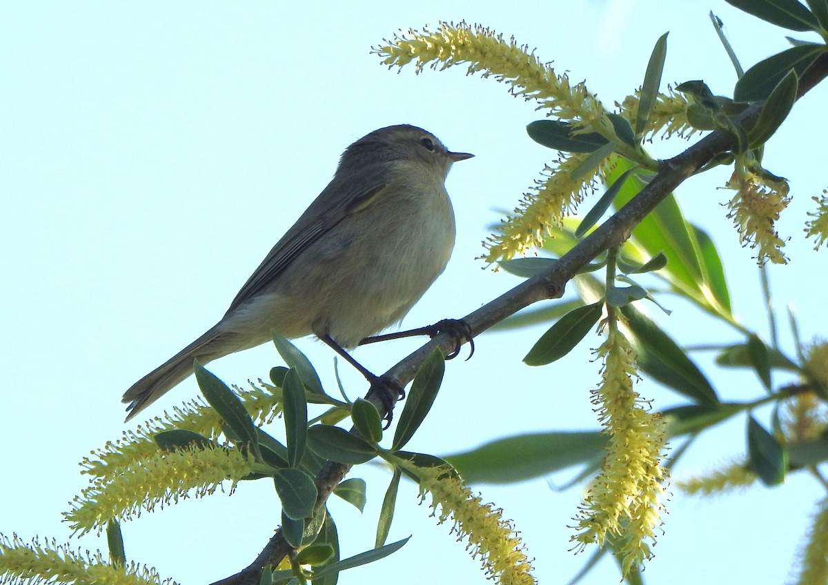 Mountain Chiffchaff - ML617225871