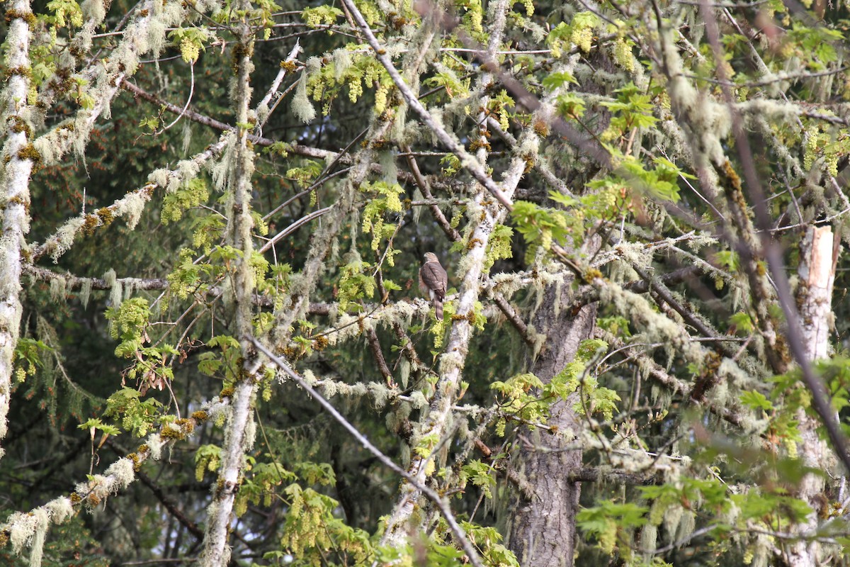 Cooper's Hawk - ML617225943