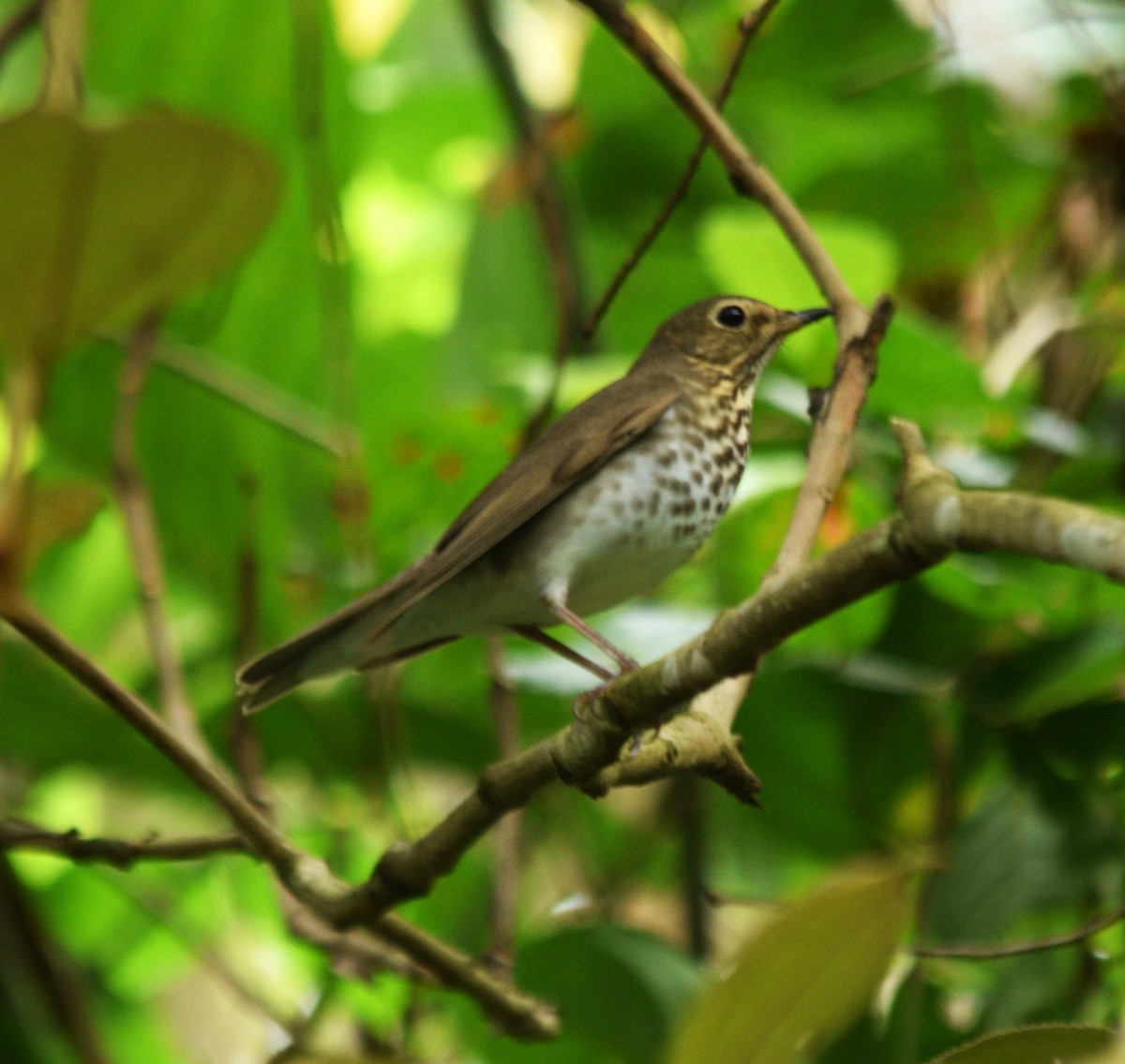 Swainson's Thrush - ML617225947