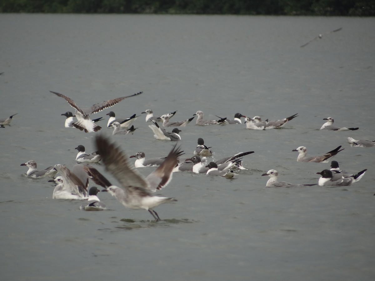 Laughing Gull - Francisco Sornoza