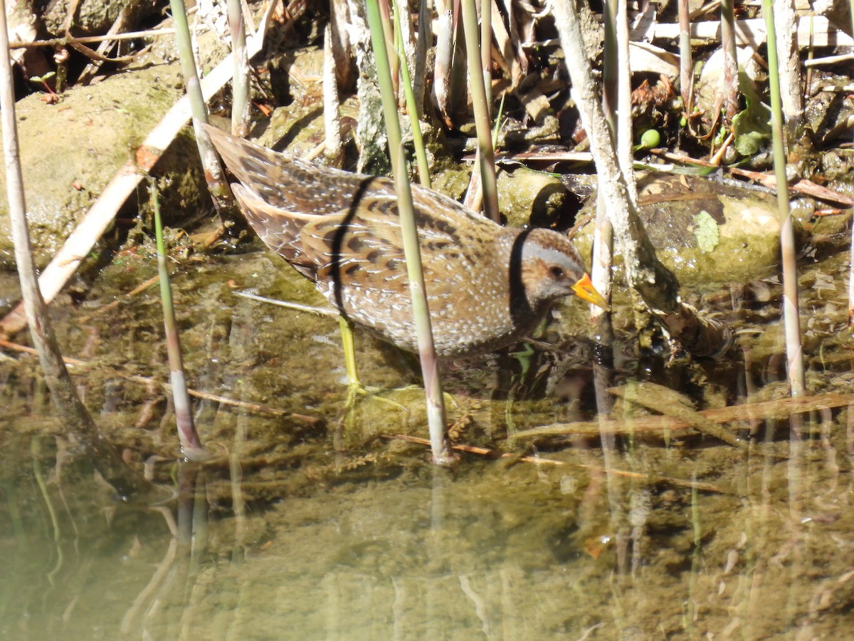 Spotted Crake - Miguel Ángel  Pardo Baeza