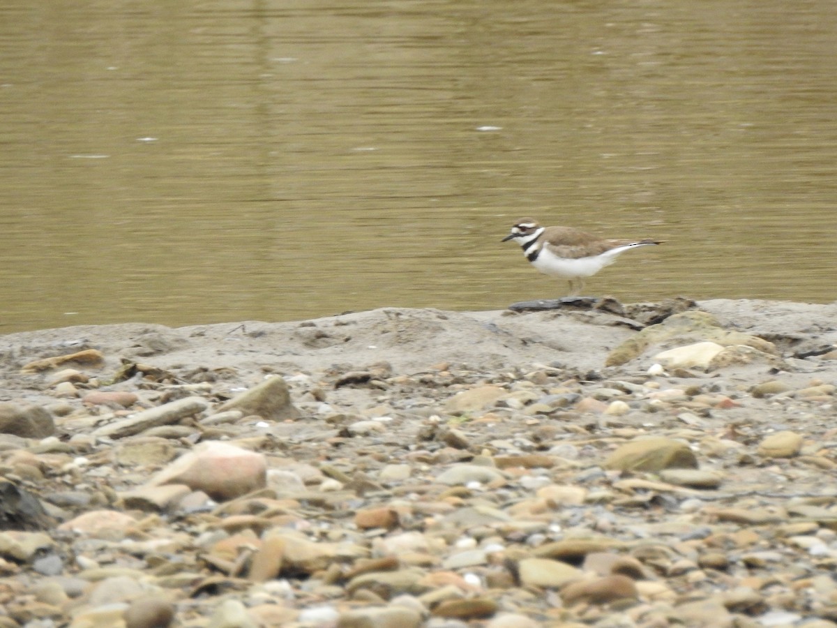 Killdeer - ML617226058