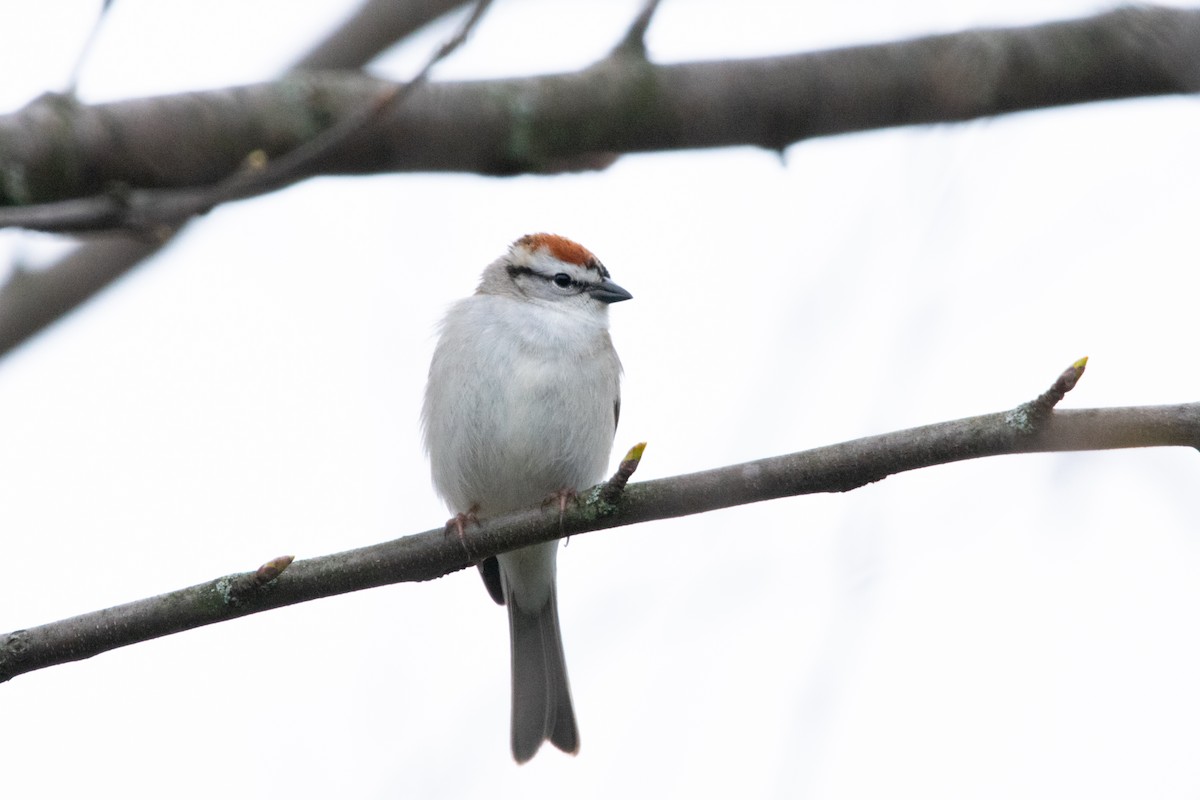 Chipping Sparrow - ML617226071