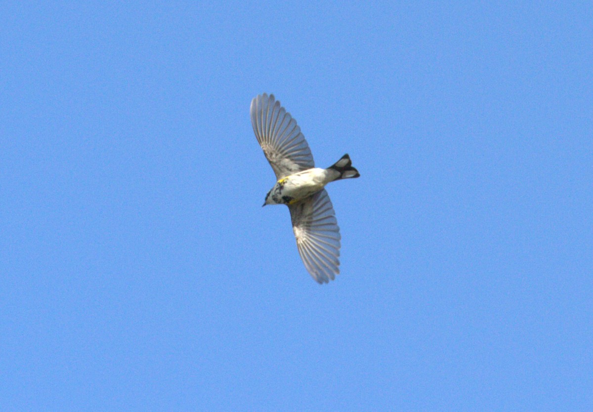 Yellow-rumped Warbler - J B