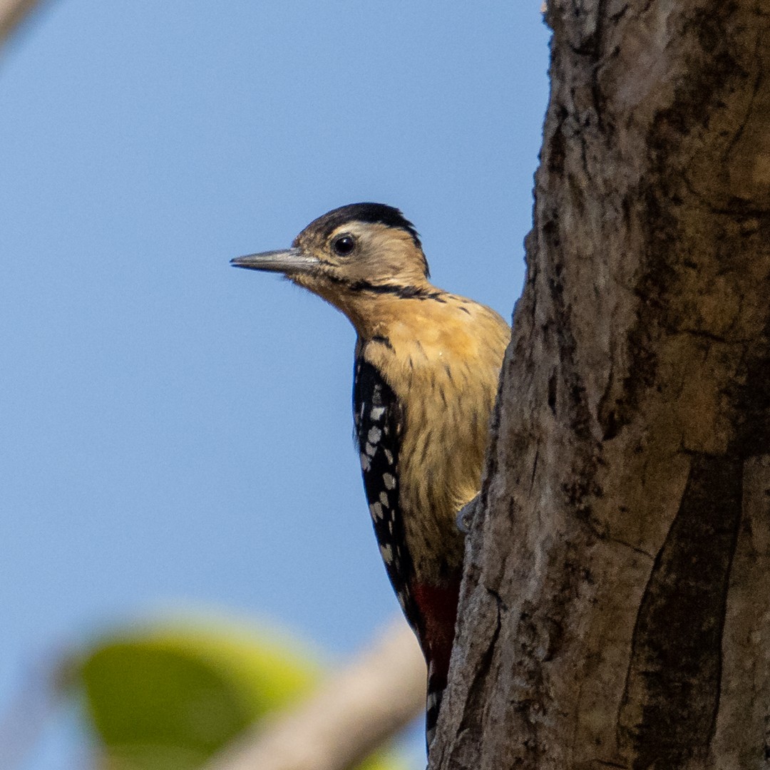 Fulvous-breasted Woodpecker - ML617226095