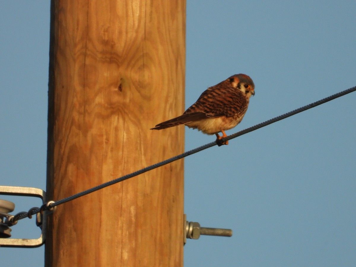 American Kestrel - ML617226103