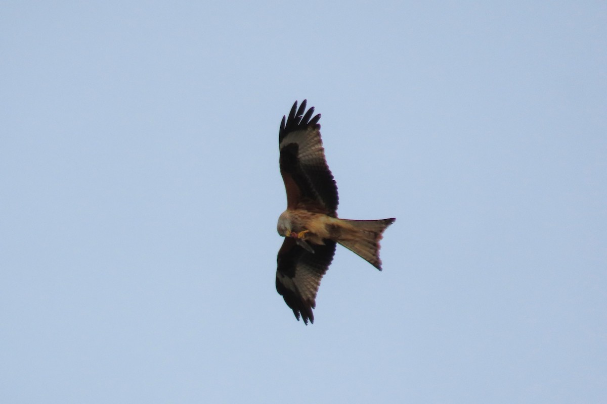 Red Kite - ML617226115