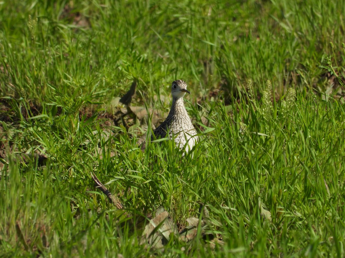 Upland Sandpiper - ML617226141