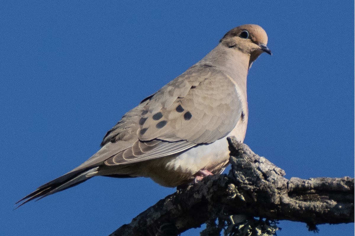 Mourning Dove - ML617226147