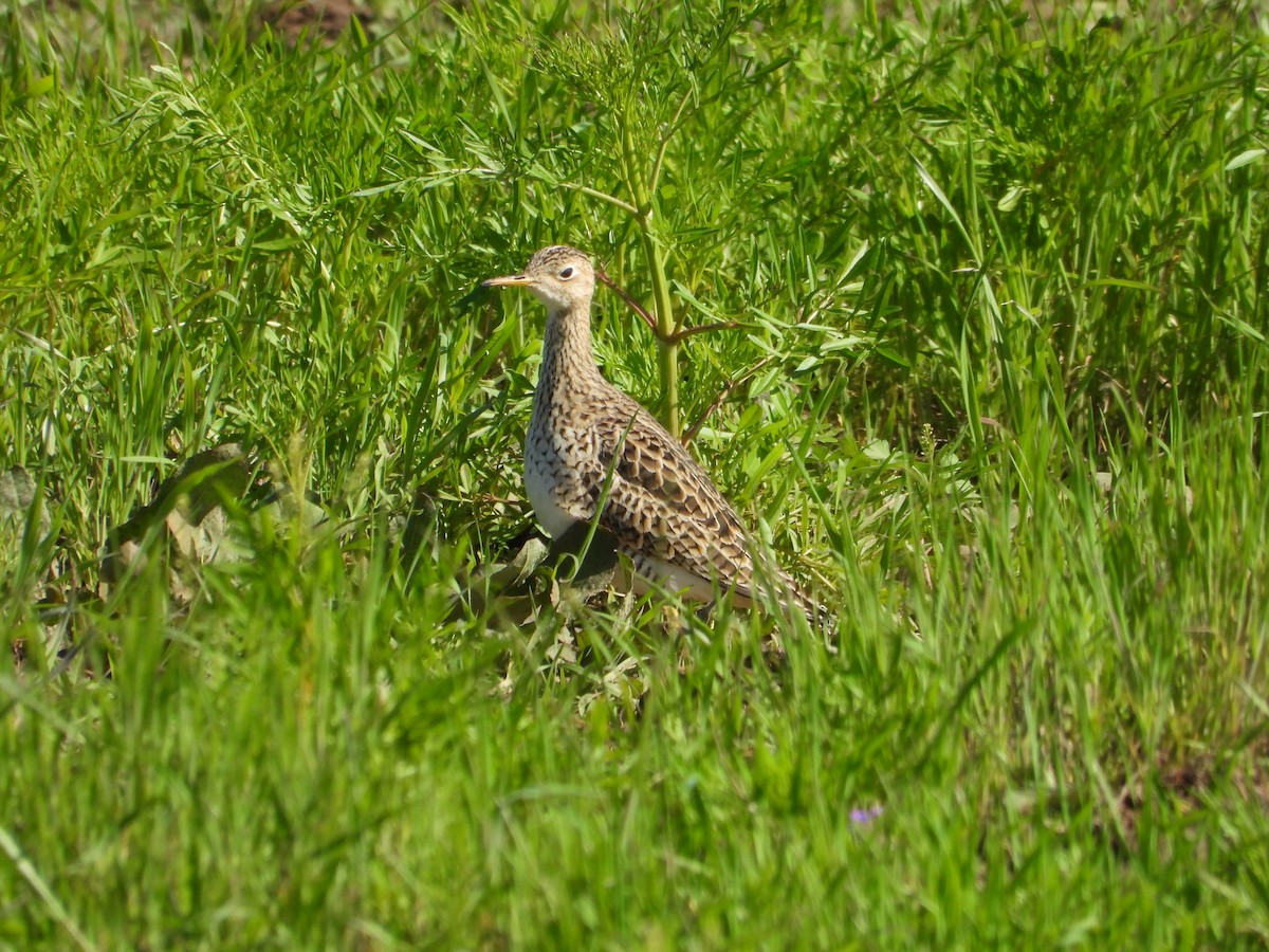 Upland Sandpiper - ML617226148