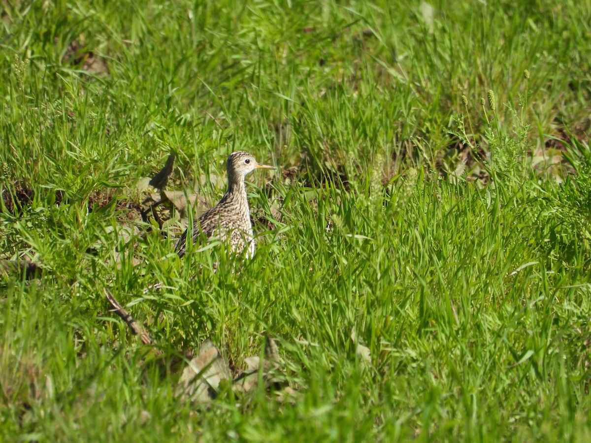 Upland Sandpiper - ML617226158