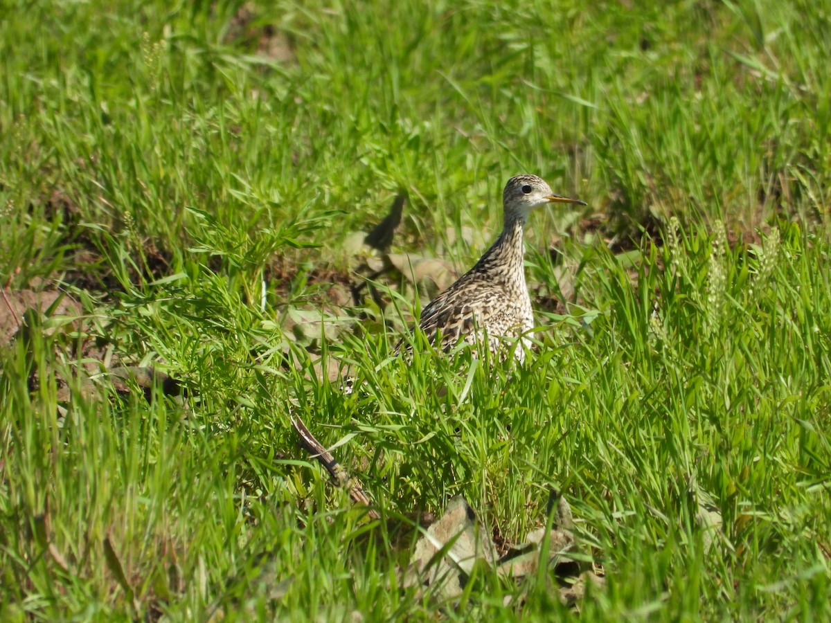 Upland Sandpiper - ML617226159