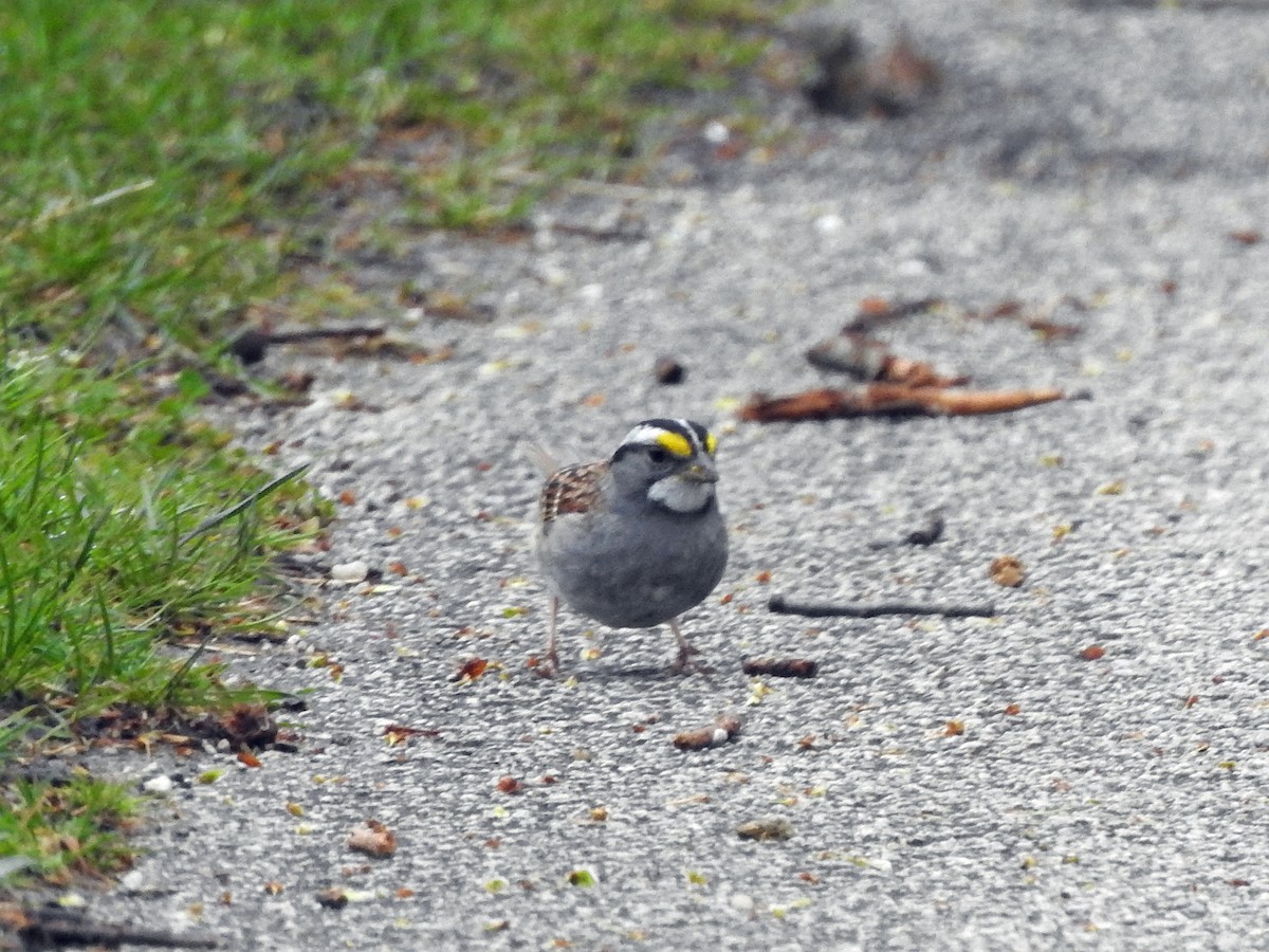 White-throated Sparrow - ML617226208