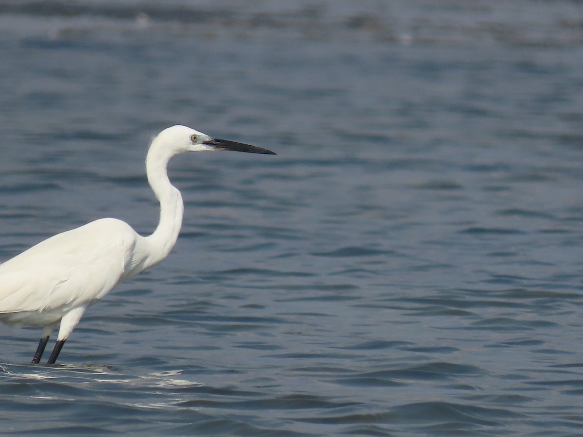 Little Egret - ML617226245