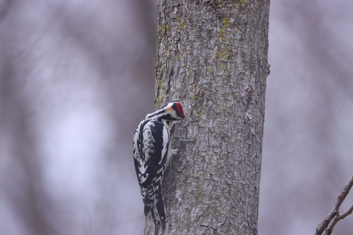 woodpecker sp. - ML617226370