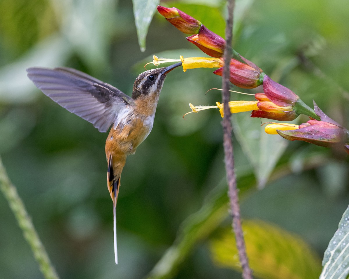 Tawny-bellied Hermit - ML617226374