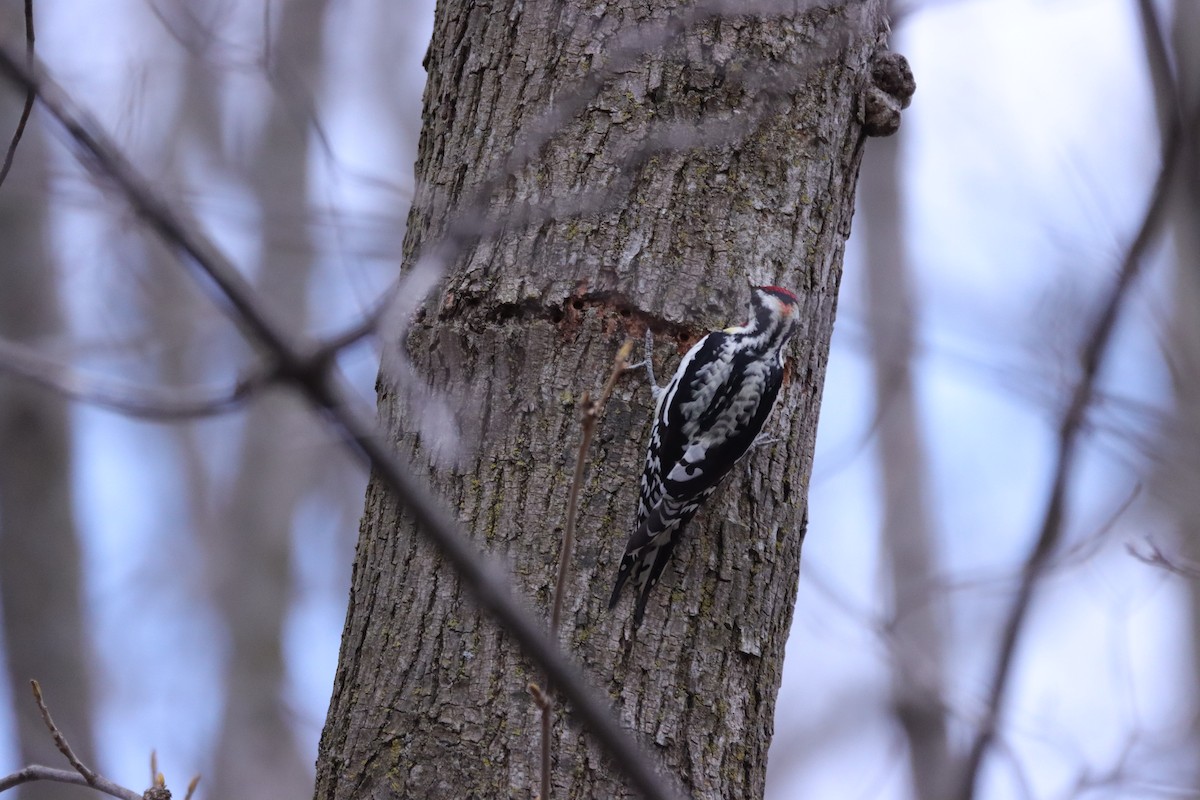 woodpecker sp. - ML617226387