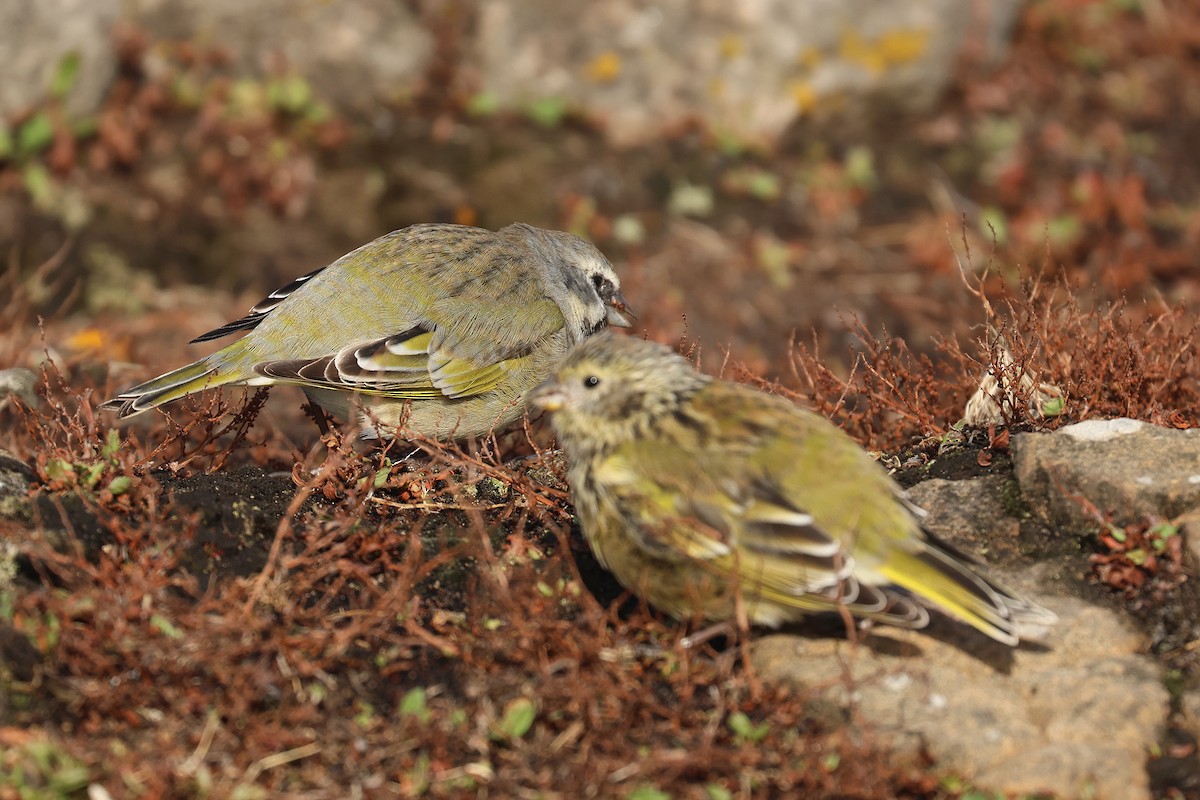 White-bridled Finch - ML617226403