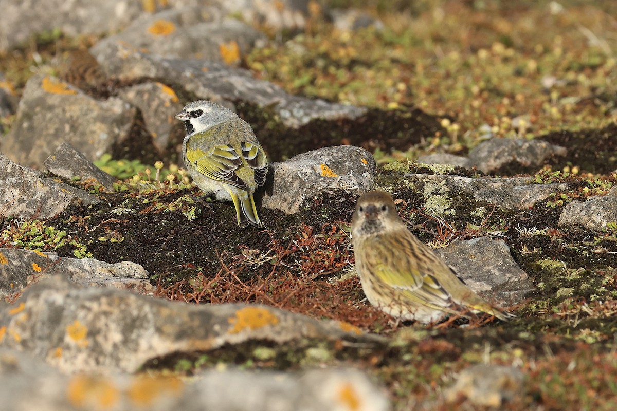 White-bridled Finch - Fabrice Schmitt