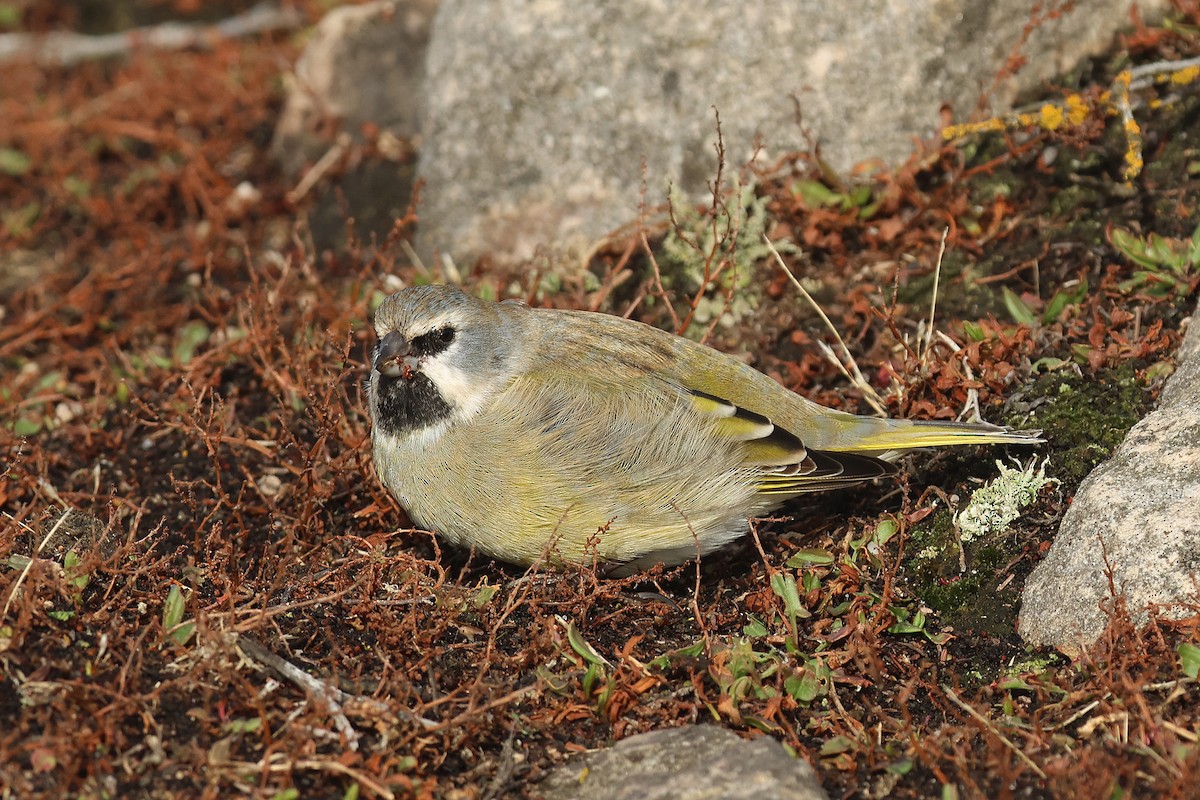 White-bridled Finch - Fabrice Schmitt