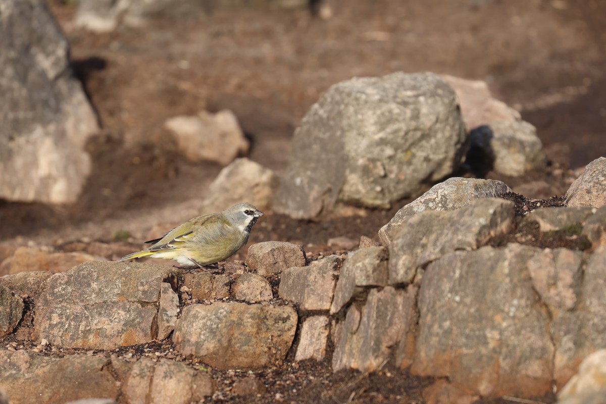 White-bridled Finch - ML617226410