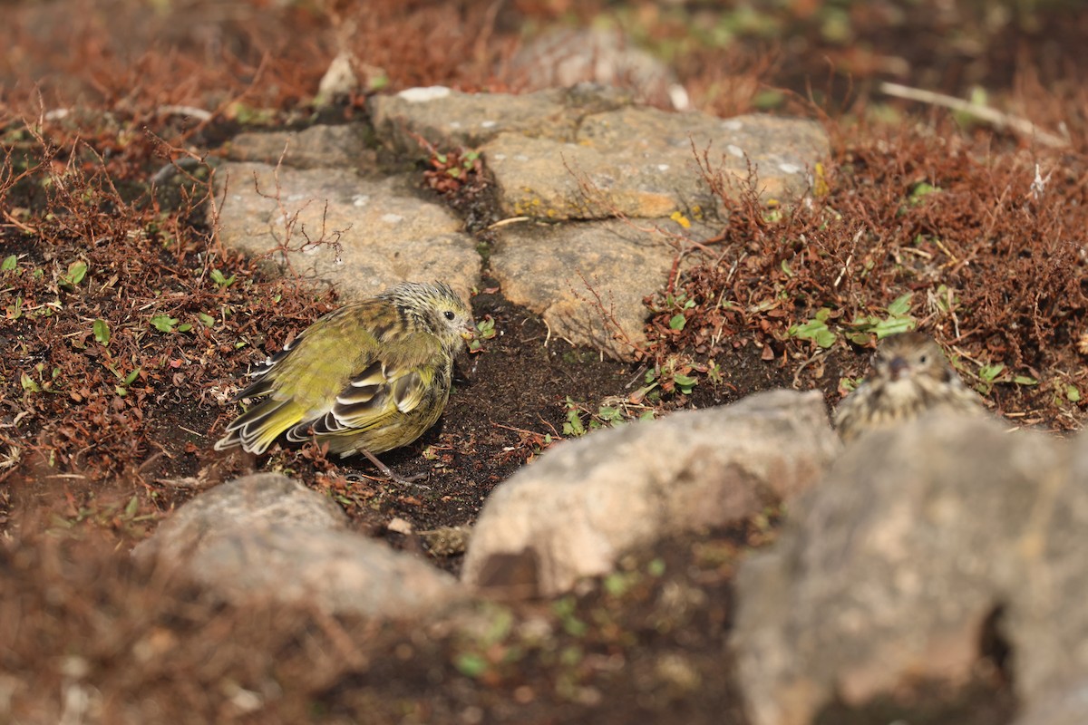 White-bridled Finch - ML617226412