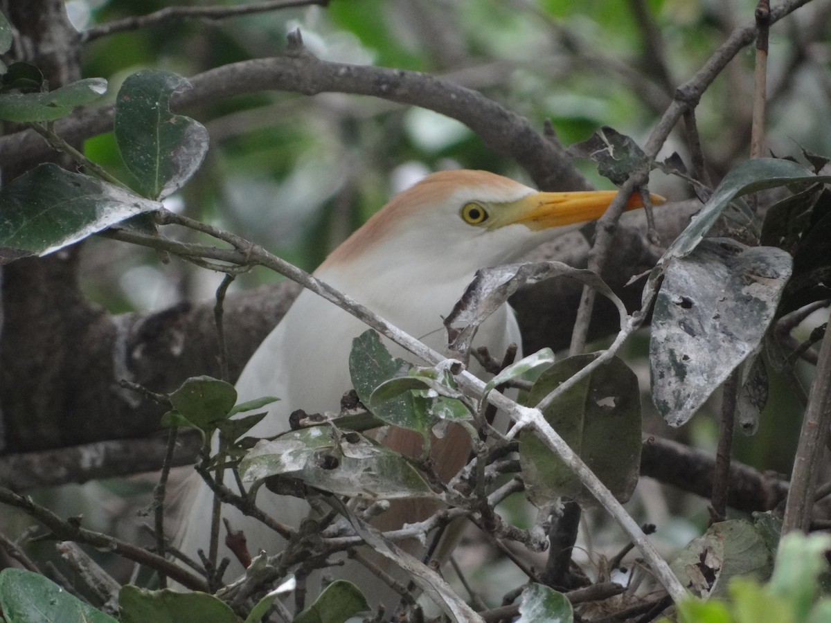 Western Cattle Egret - Francisco Sornoza