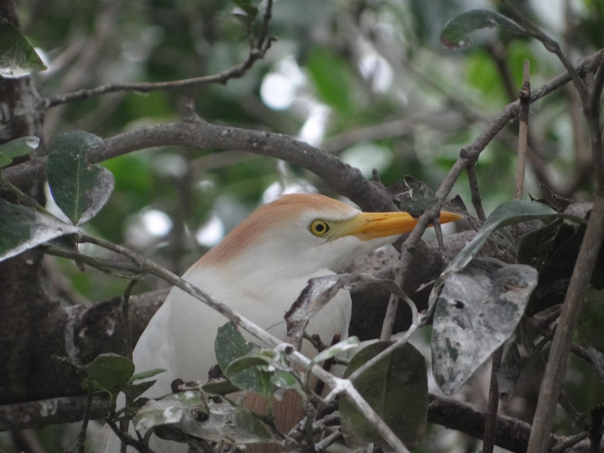 Western Cattle Egret - ML617226416