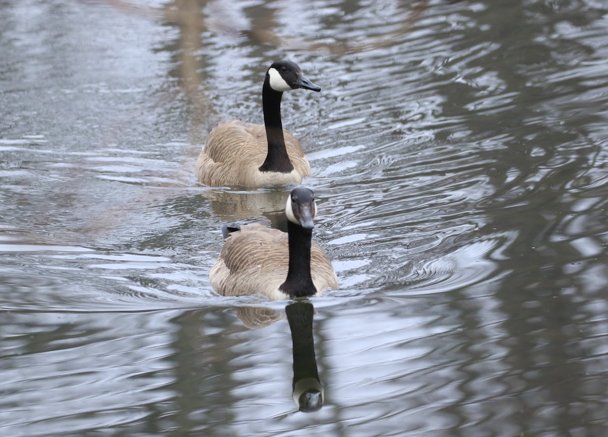 Canada Goose - ML617226443